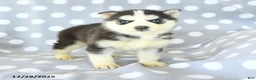 Siberian Husky dogs for sale: Rosie - Ad 4