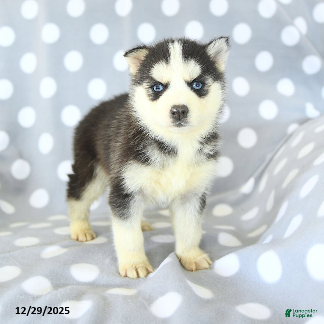 Siberian Husky dogs for sale: Rosie - Ad 4