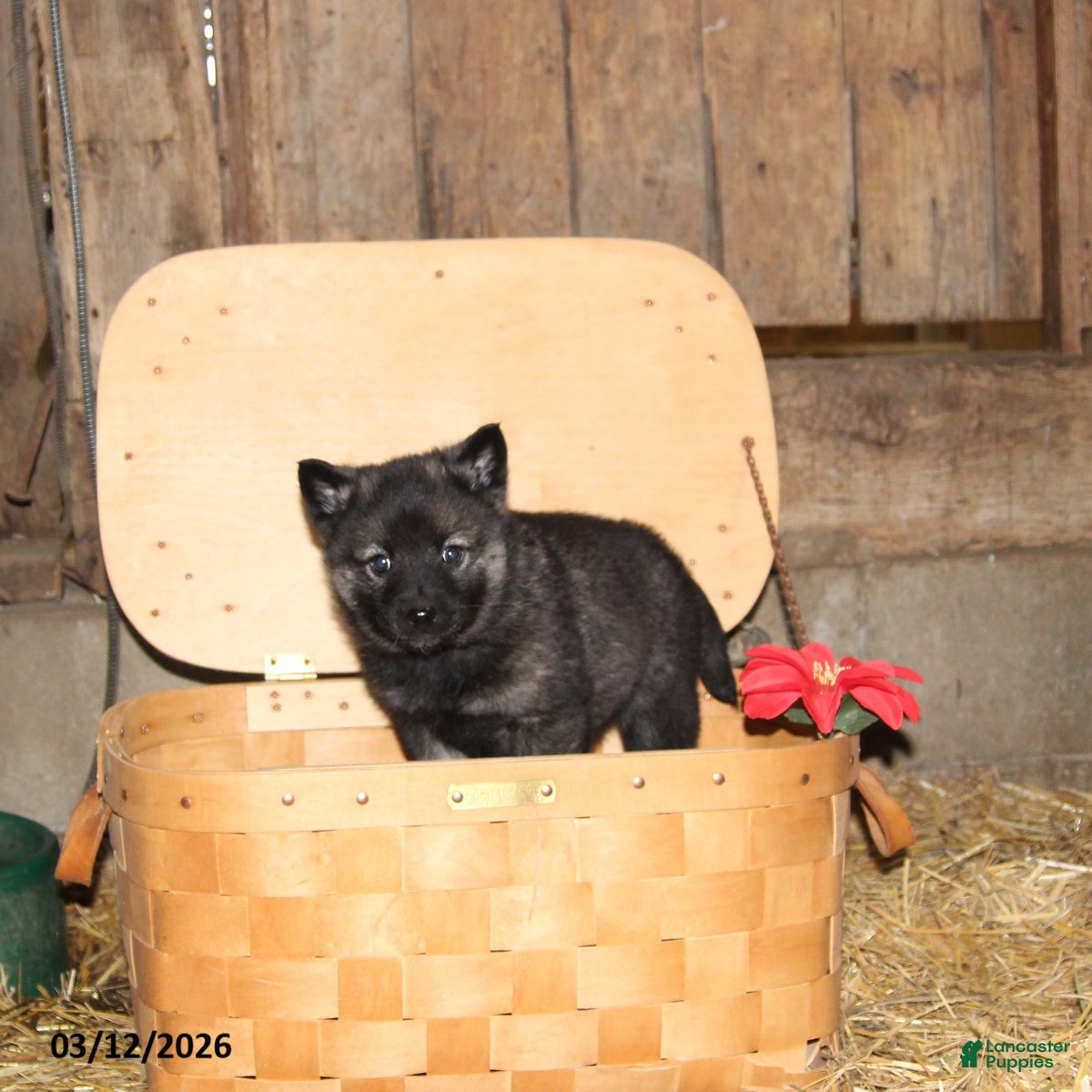 Norwegian Elkhound dogs Casper - Ad 1