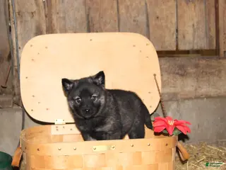 Norwegian Elkhound dogs for sale: Casper - Ad 4