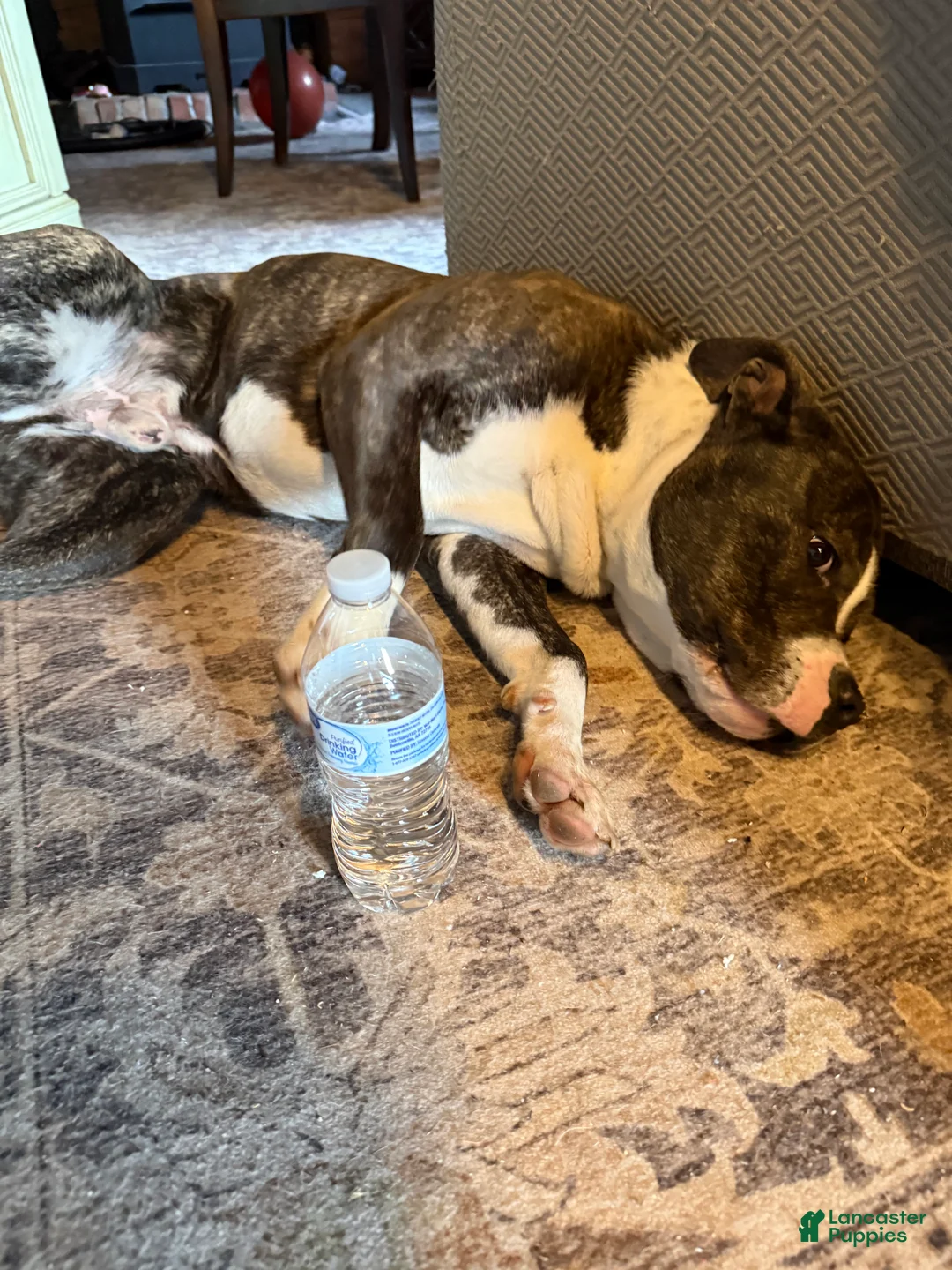 Mixed Breed dogs for sale: Johnna  - Ad 8