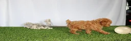 Toy Poodle dogs for sale: AKC Conner (tiny) - Ad 6