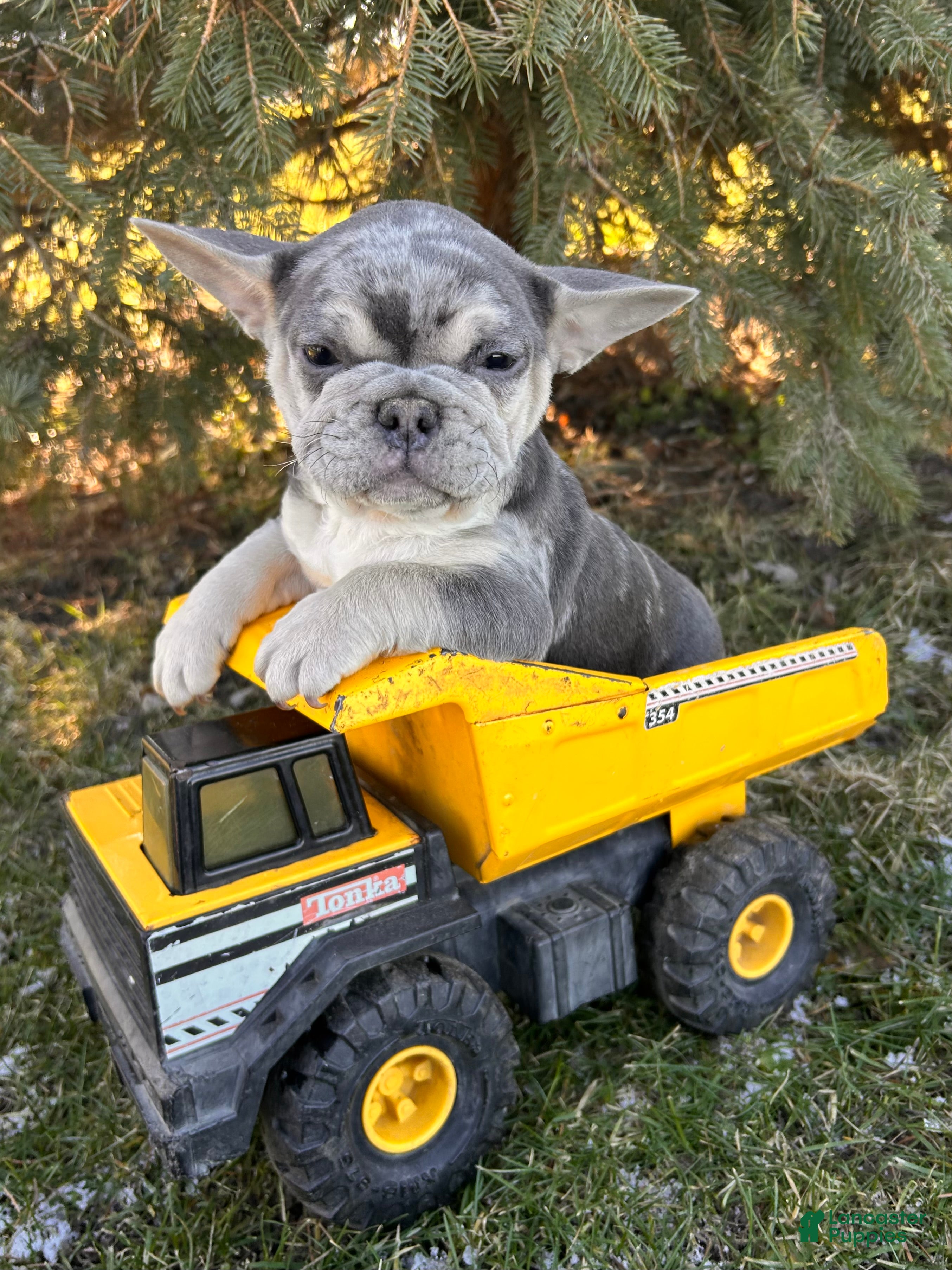 French Bulldog dogs Frankie - Ad 31