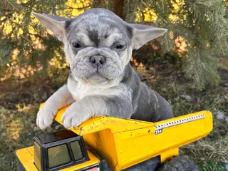 French Bulldog dogs Frankie - Ad 35