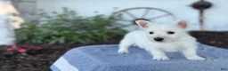 West Highland Terrier dogs for sale: Bandit - Ad 17