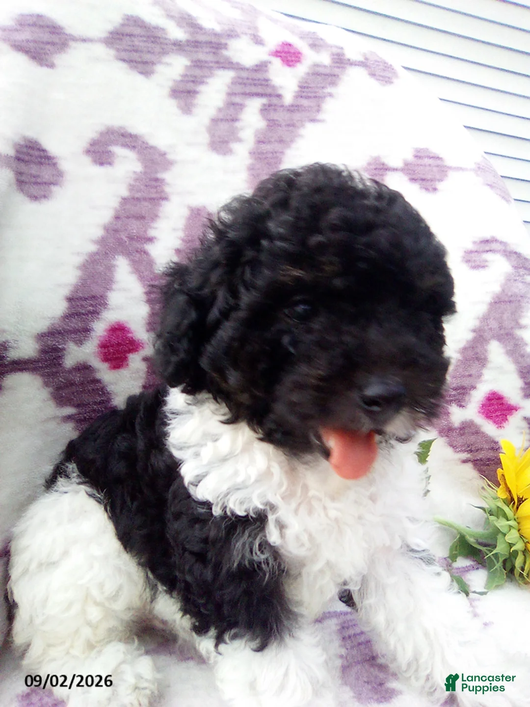Miniature Poodle dogs for sale: Ranger - Ad 8