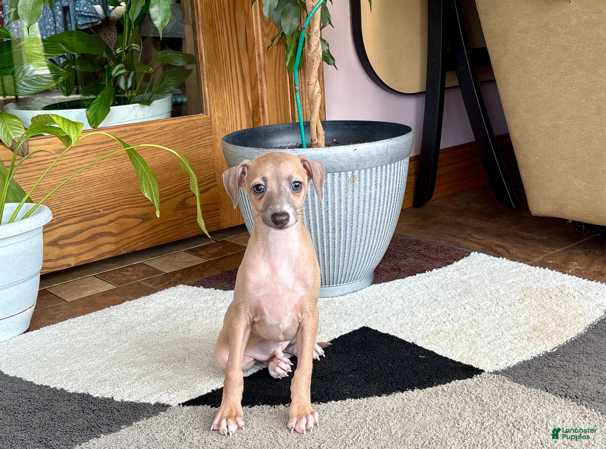 Italian Greyhound dogs Italian Greyhound male 2 Fawn  - Ad 1