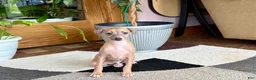 Italian Greyhound dogs for sale: Italian Greyhound male 2 Fawn  - Ad 1