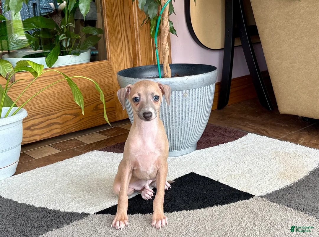 Italian Greyhound dogs for sale: Italian Greyhound male 2 Fawn  - Ad 1