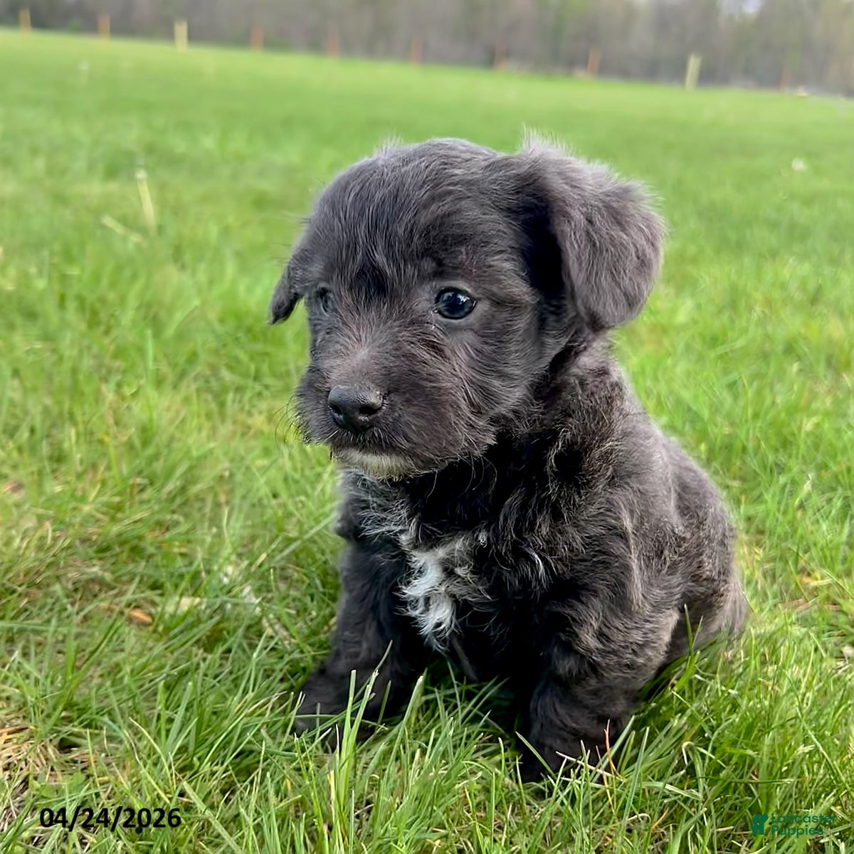 Yorkiepoo dogs Missy - Ad 2