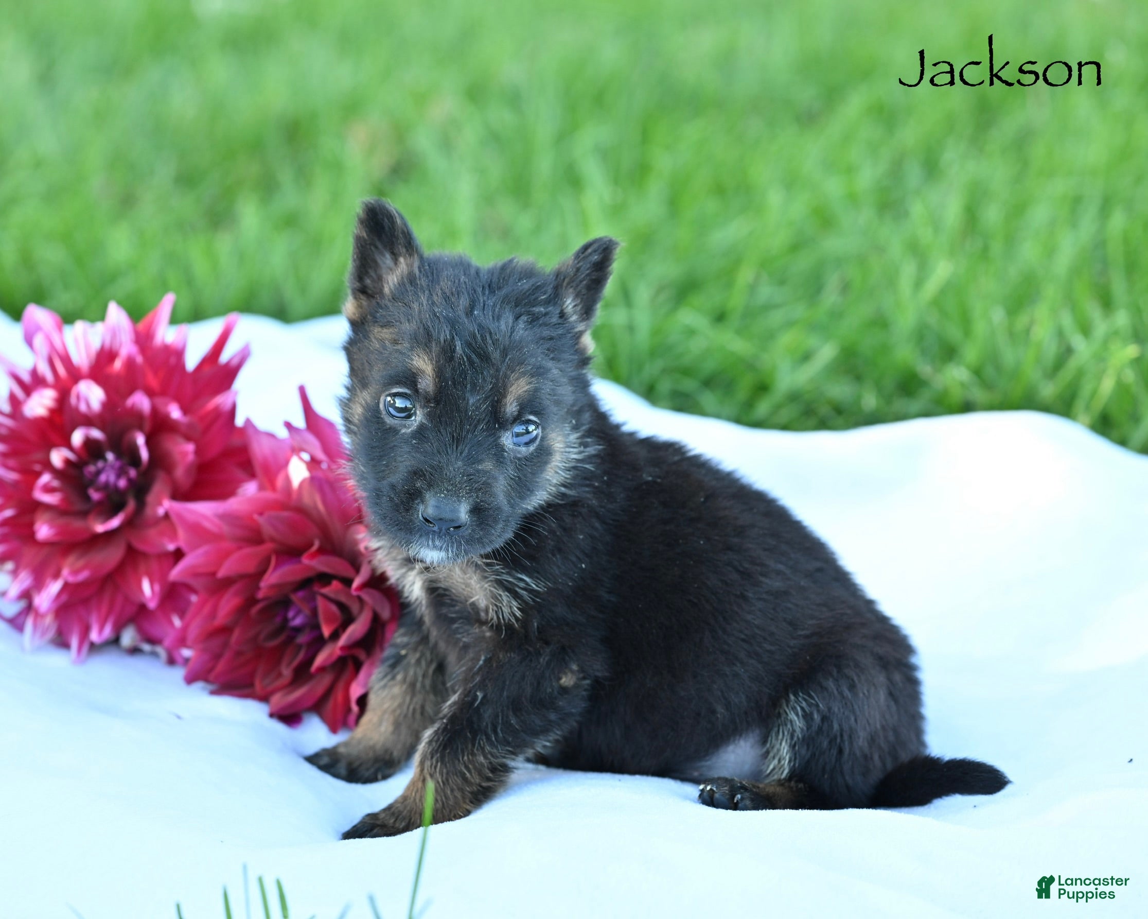 German Shepherd dogs Jackson  - Ad 2