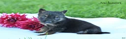 German Shepherd dogs for sale: Jackson  - Ad 2