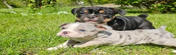 Mixed Breed dogs for sale: Blue Merle Tri-color - Ad 4
