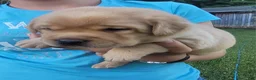 Labrador Retriever dogs for sale: Laredo  - Ad 8