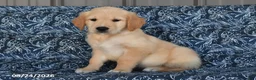 Golden Retriever dogs for sale: Preston - Ad 3
