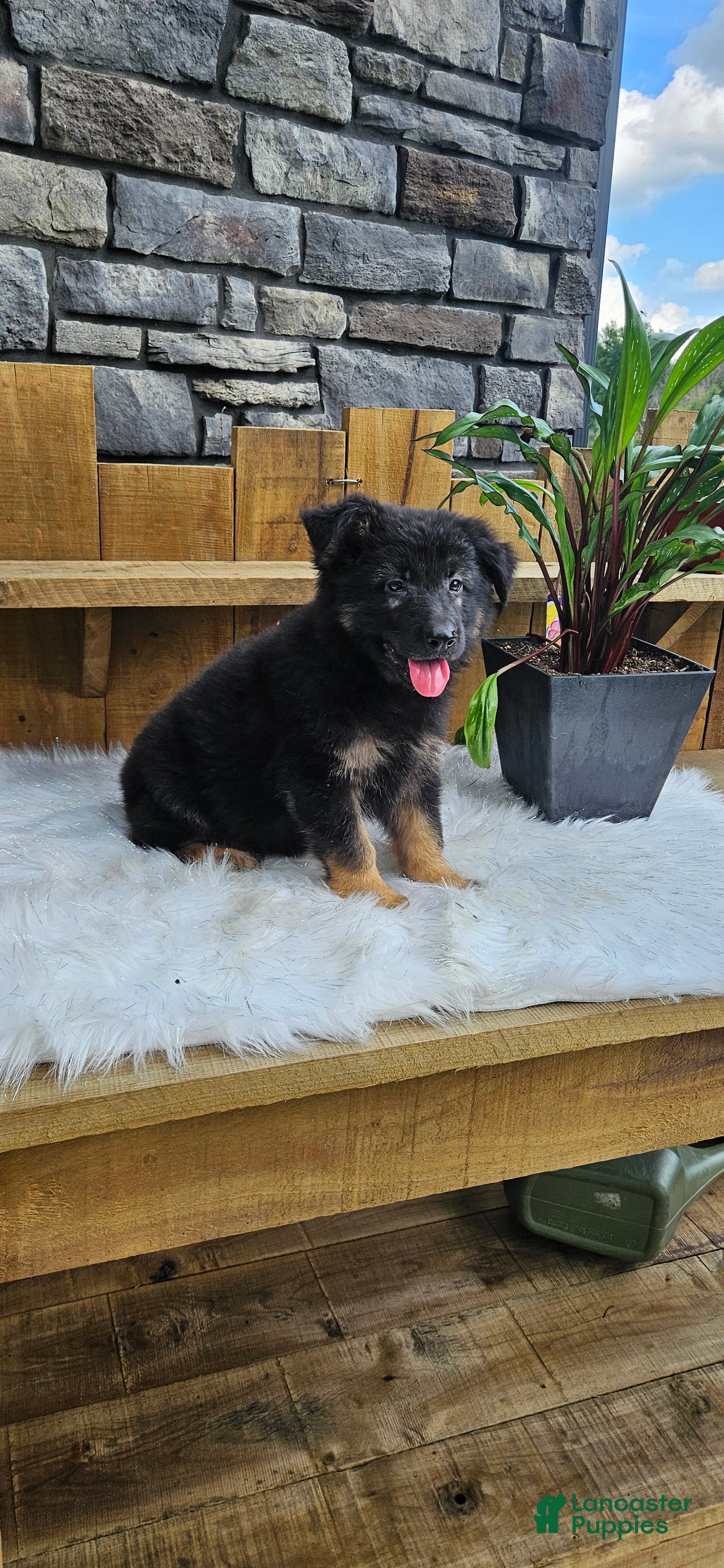 German Shepherd dogs for sale: German Shepherd 2 - Ad 2