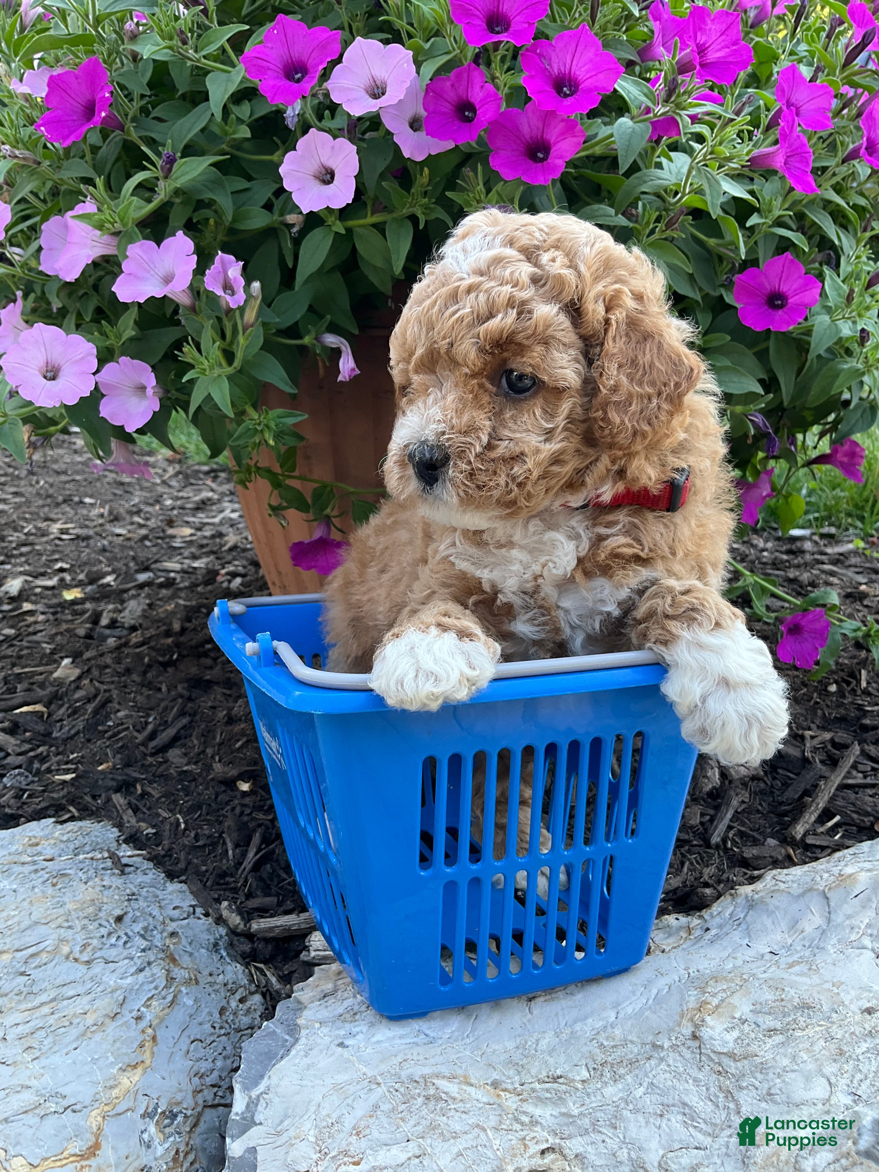 Miniature Poodle dogs Rose - Ad 1