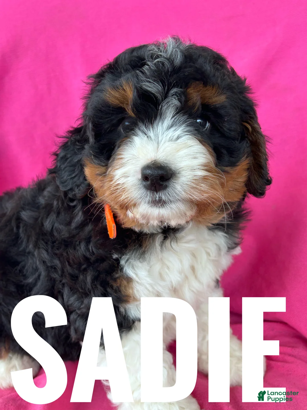Mini Bernedoodle dogs for sale: SADIE - Ad 4