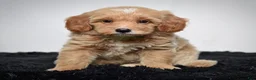 Mini Goldendoodle dogs for sale: Mr. Axel - Ad 3