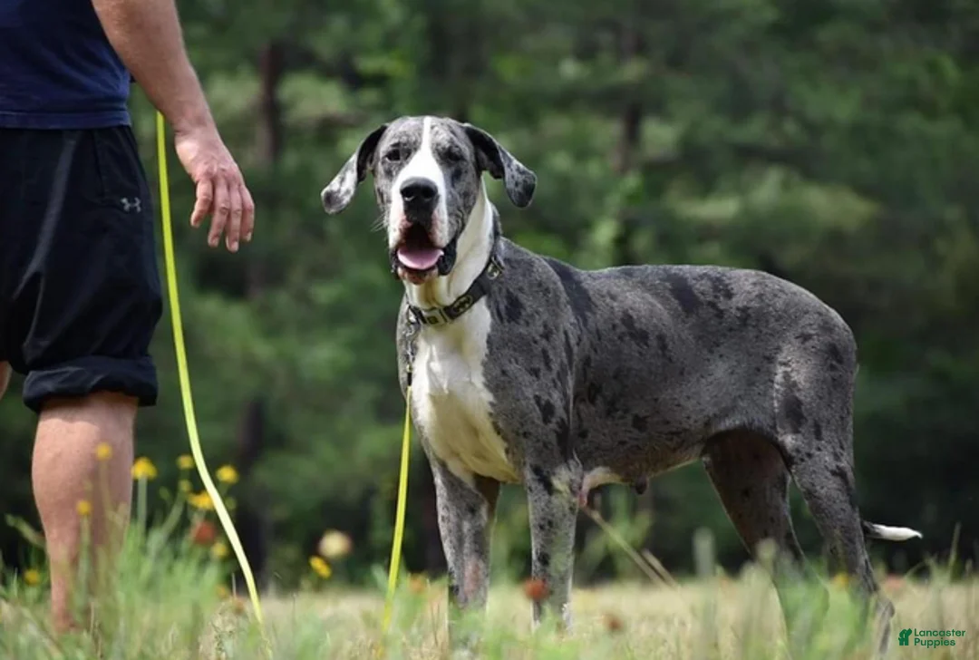 Great Dane dogs for sale: Ronald Weasley - Ad 11