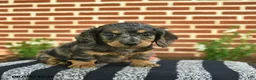 Miniature Dachshund dogs for sale: Flint  - Ad 3