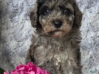 Cavapoo dogs for sale: Sailor - Ad 4