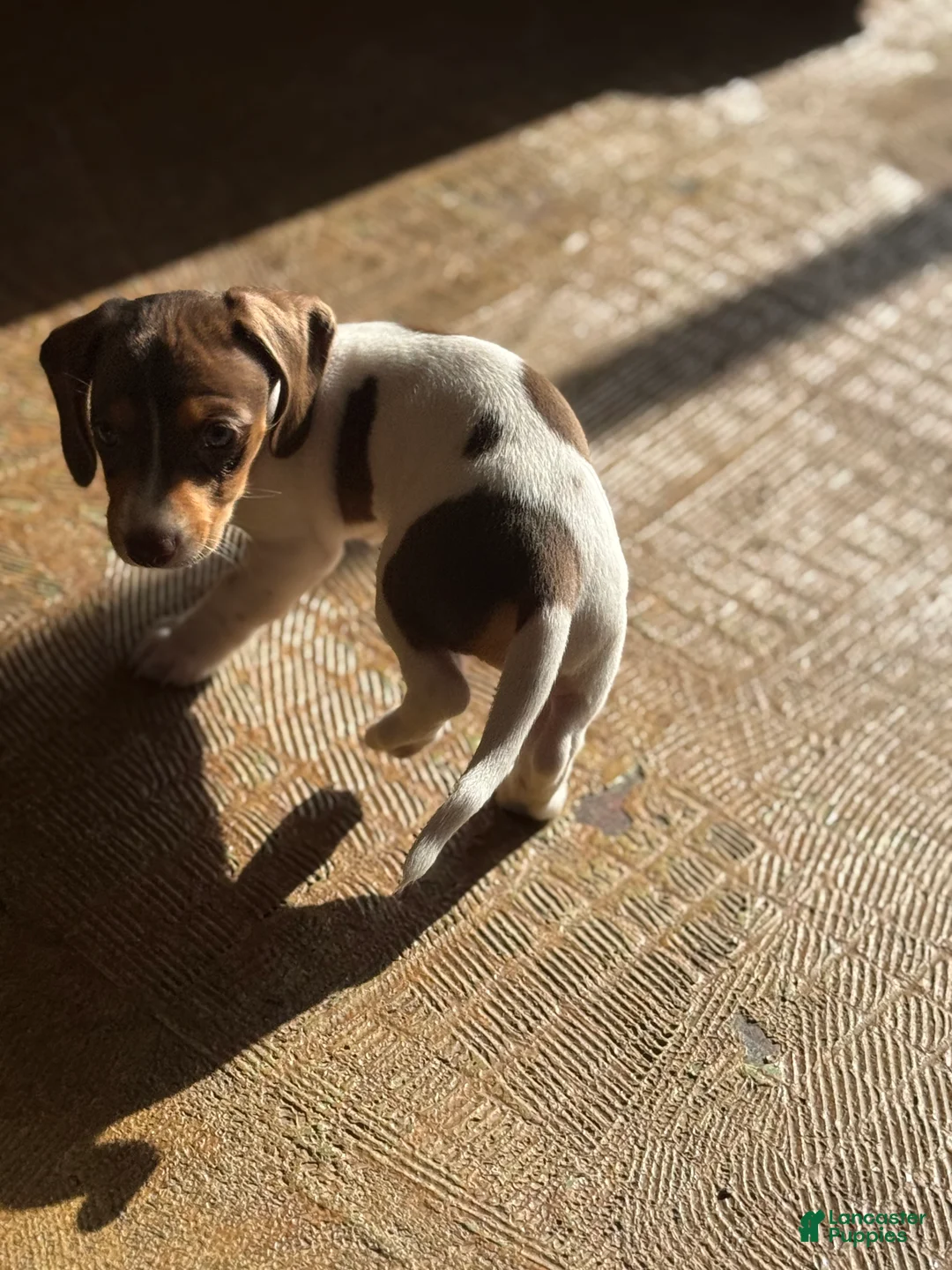 Dachshund dogs for sale: Dachshund Puppy 2 - Ad 9