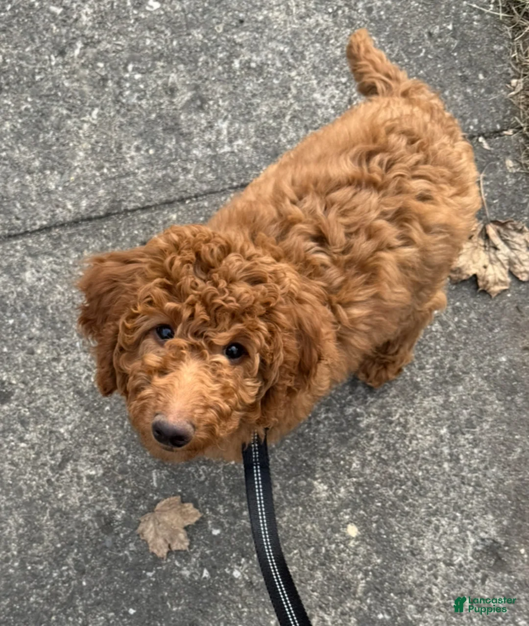 Double Doodle dogs for sale: Sophie - Ad 5