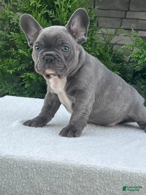 French Bulldog dogs Flint French Bulldog  - Ad 2