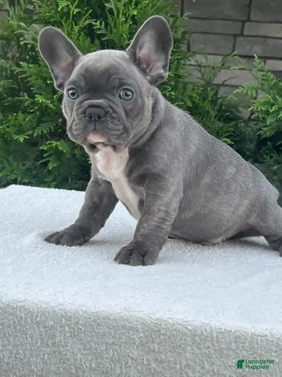 French Bulldog dogs for sale: Flint French Bulldog  - Ad 2