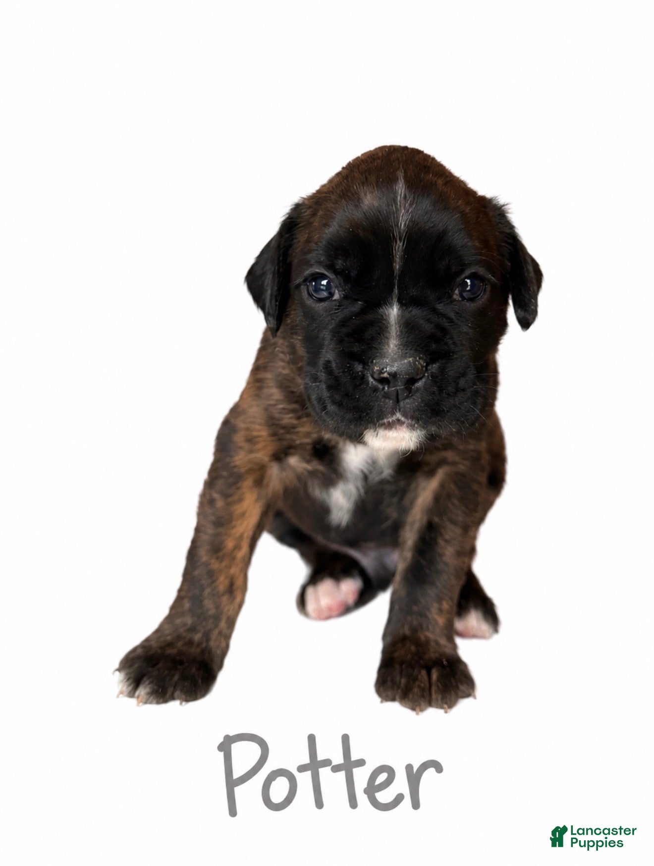 Boxer dogs Potter - Ad 1
