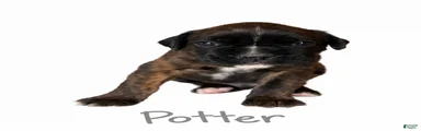 Potter