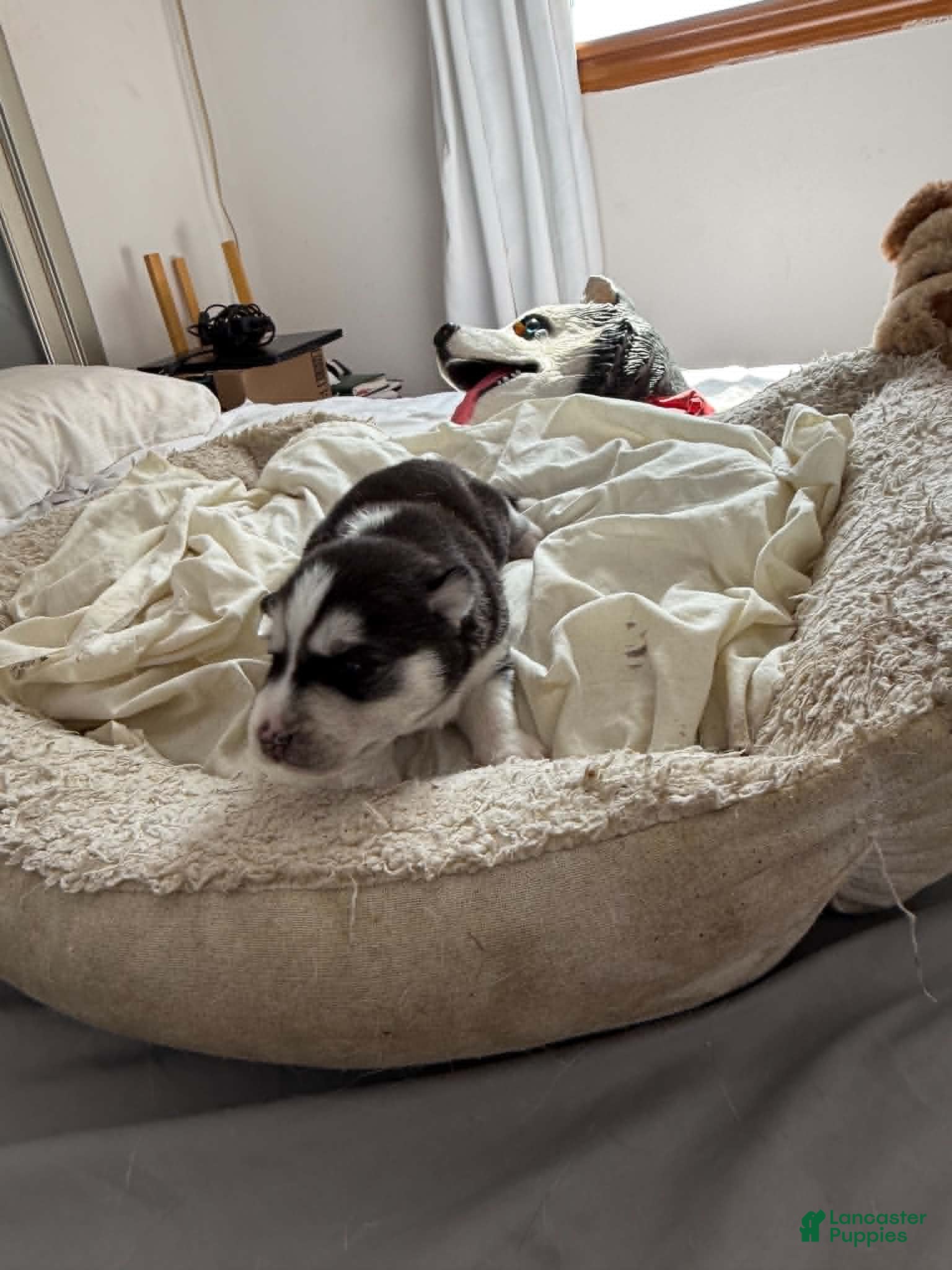 Siberian Husky dogs Milo - Ad 2