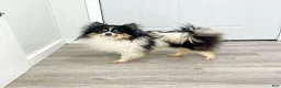 Pomeranian dogs for sale: Chloe - Ad 7