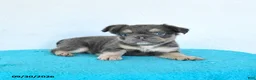 French Bulldog dogs for sale: Drake - Ad 4