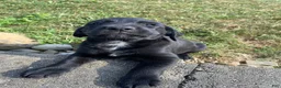Mixed Breed dogs for sale: Hank - Ad 7