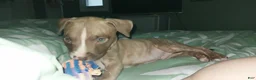 American Pit Bull Terrier dogs for sale: American Pit Bull Terrier 3 - Ad 1