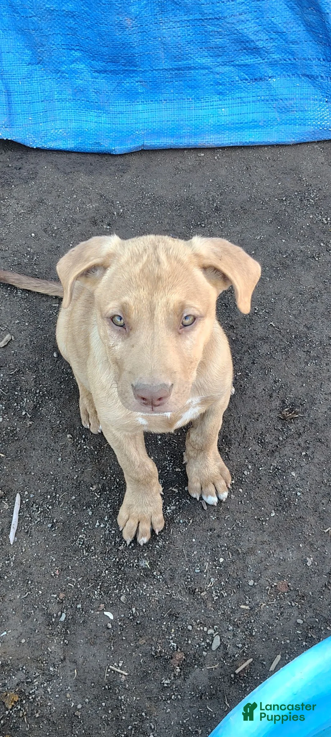 American Pit Bull Terrier dogs for sale: American Pit Bull Terrier 7 - Ad 2