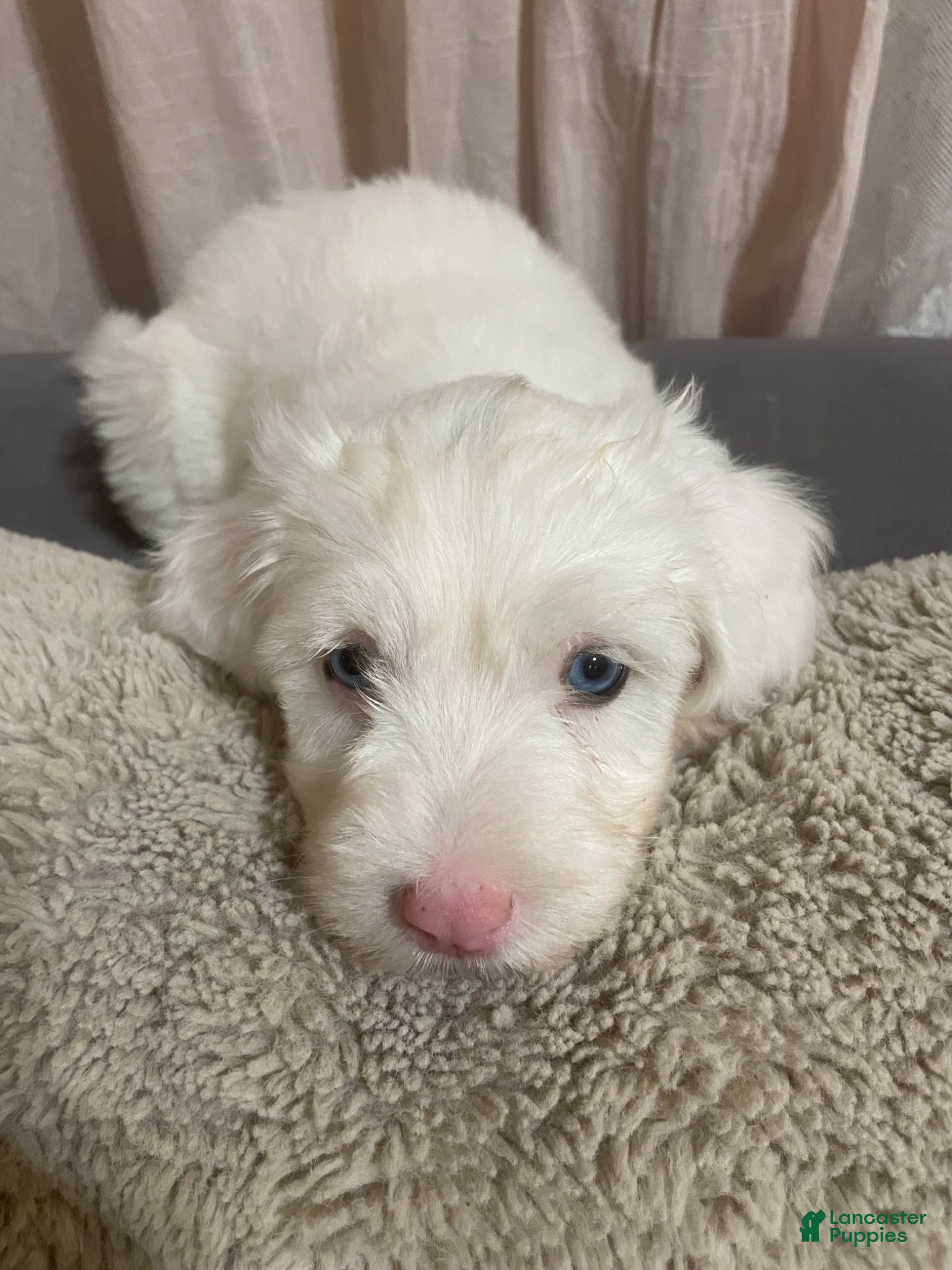 Sheepadoodle dogs Sheepadoodle Puppy 5 - Ad 6