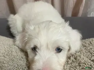 Sheepadoodle dogs Sheepadoodle Puppy 5 - Ad 6