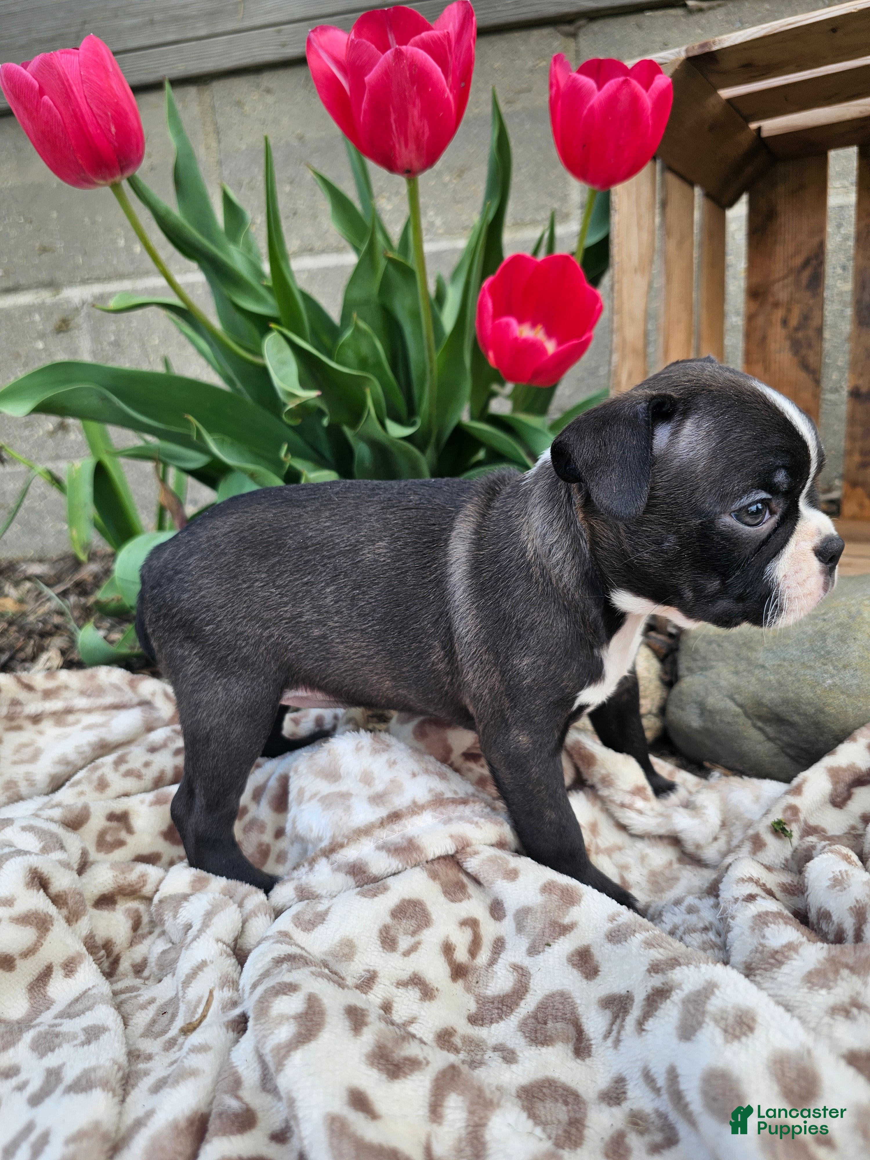 Boston Terrier dogs Nova - Ad 2