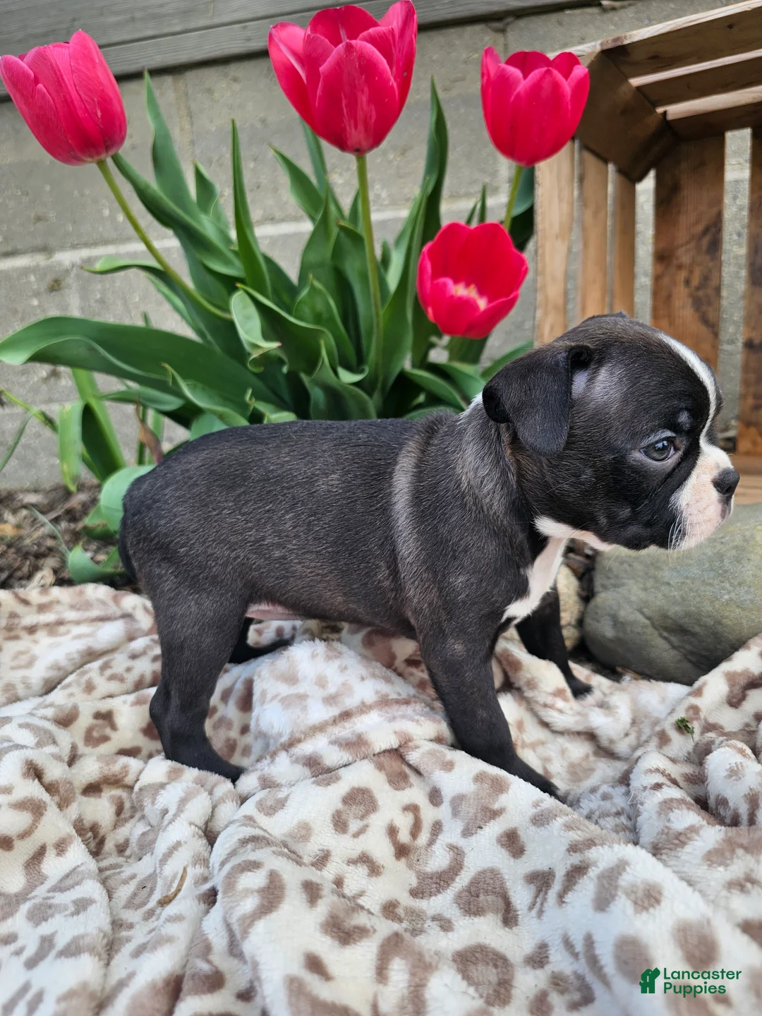 Boston Terrier dogs for sale: Nova - Ad 2