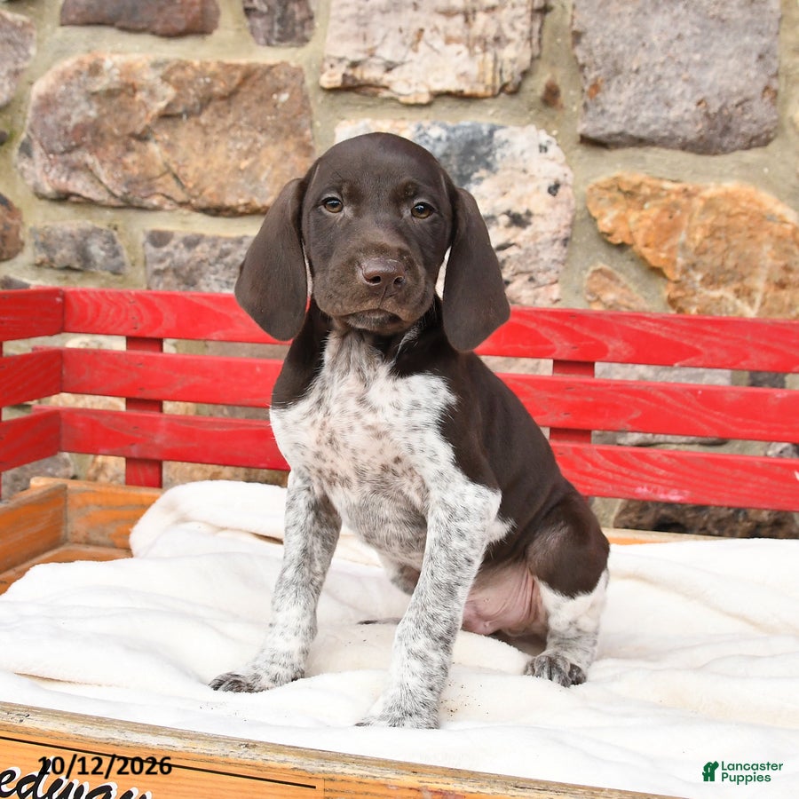 German Shorthaired Pointer dogs for sale: Melon   - Ad 2
