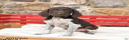 German Shorthaired Pointer dogs for sale: Melon   - Ad 2