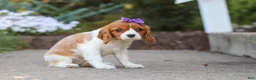 Cavalier King Charles Spaniel dogs for sale: Ellie - Ad 3