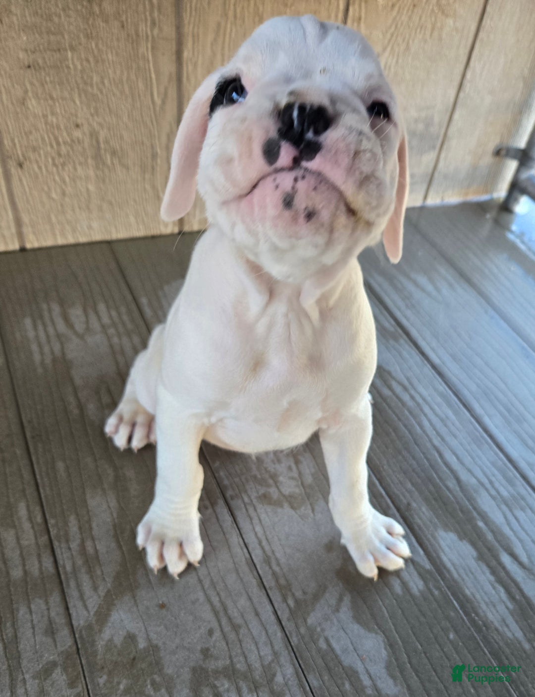 Boxer dogs for sale: Jack - Ad 4