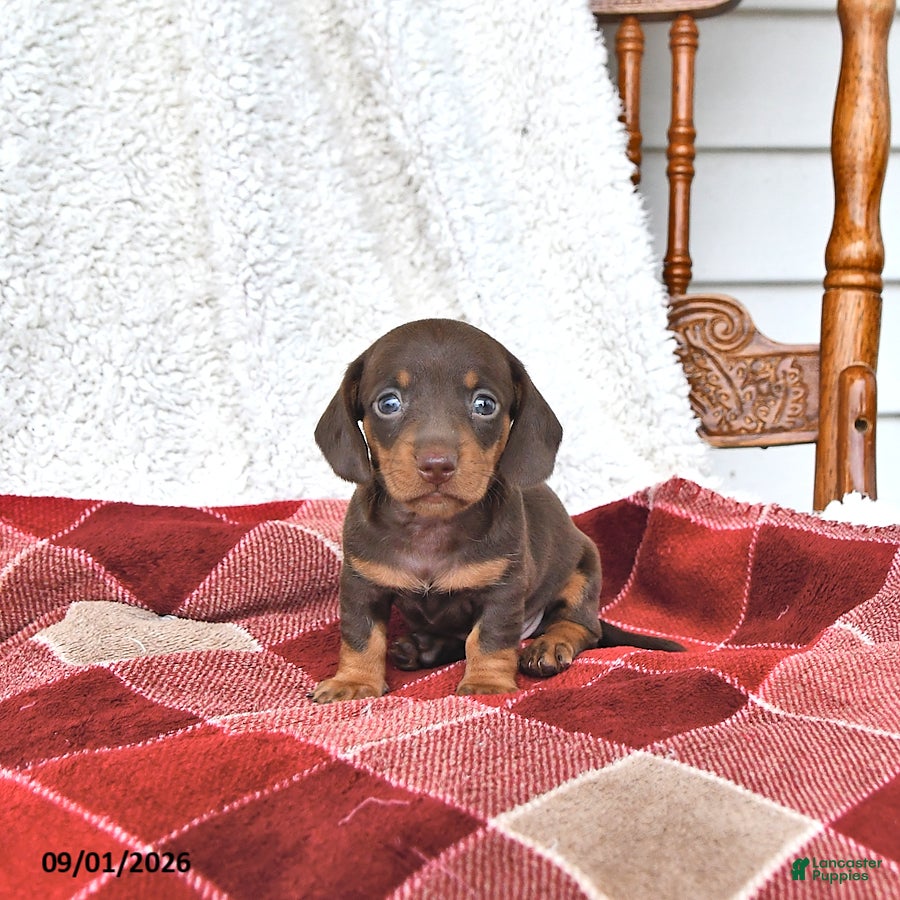 Miniature Dachshund dogs Jace - Ad 1