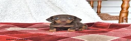 Miniature Dachshund dogs for sale: Jace - Ad 1