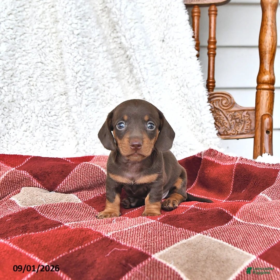 Miniature Dachshund dogs for sale: Jace - Ad 1