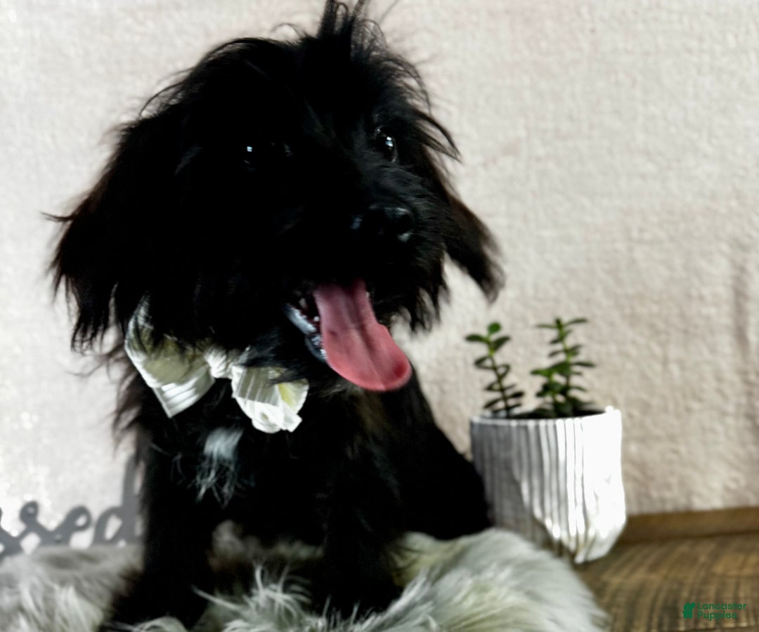 Yorkiepoo dogs for sale: Bennett - Ad 13